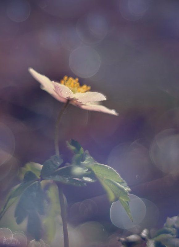 Przedwiośniephoto preview