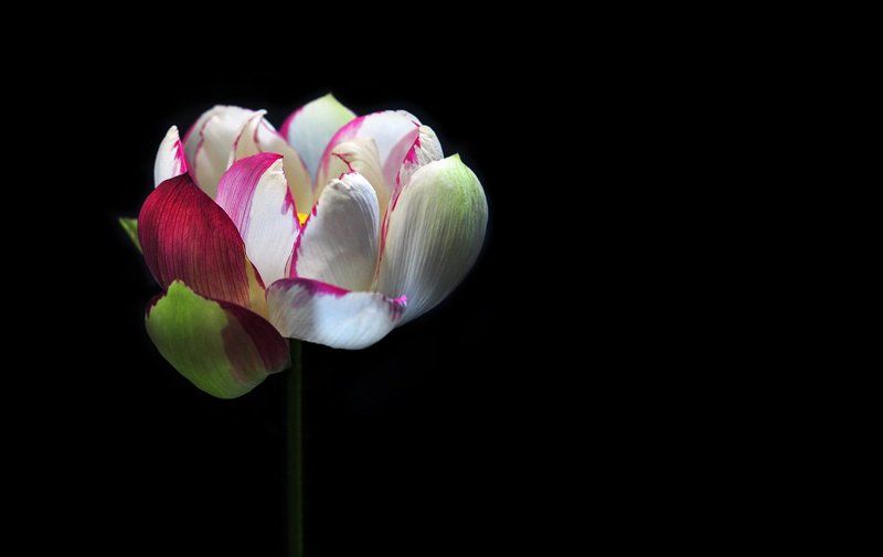 lotus  Lotus photographerphoto preview