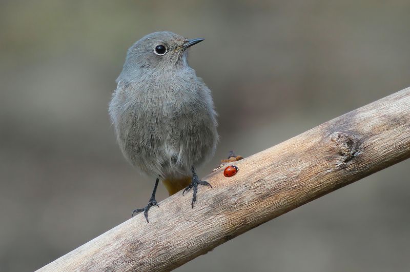Горихвостка-чернушка.(лат. Phoenicurus ochruros).photo preview