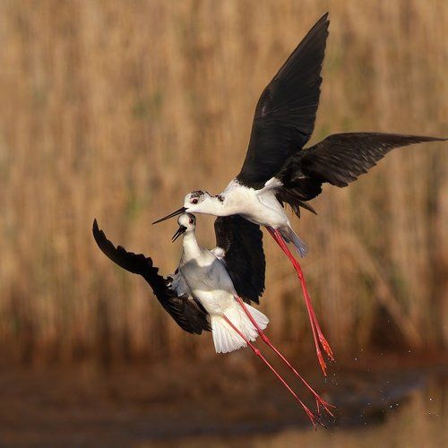 Конкуренция в небе