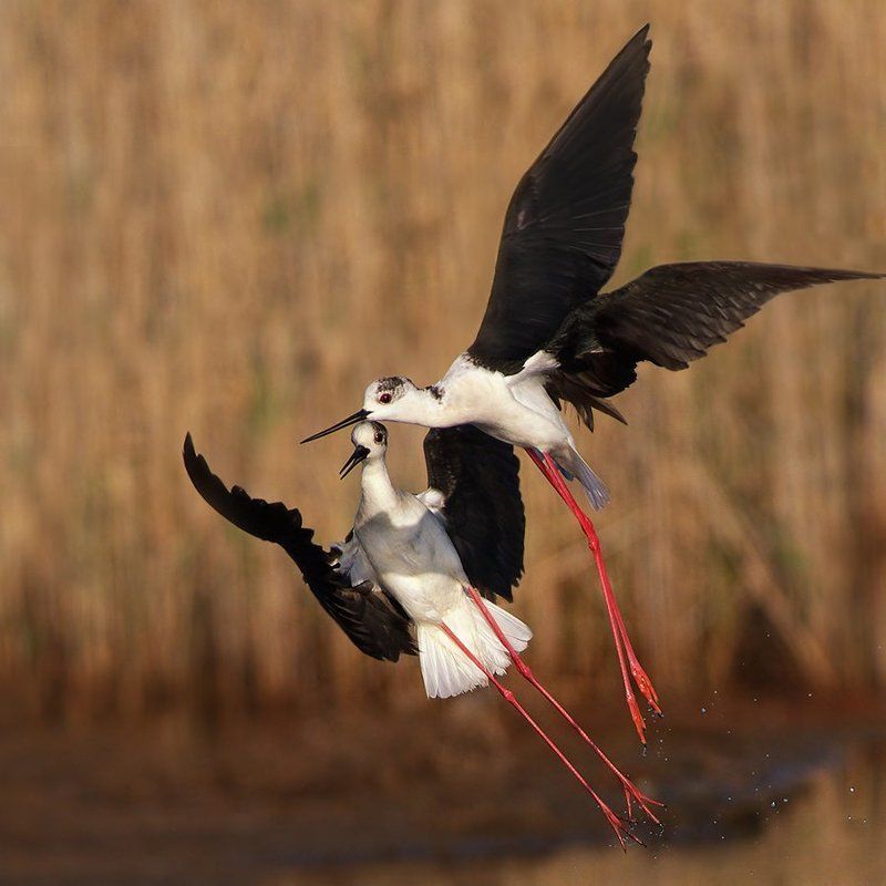 худолочник, кокилобегач Конкуренция в небе фото превью