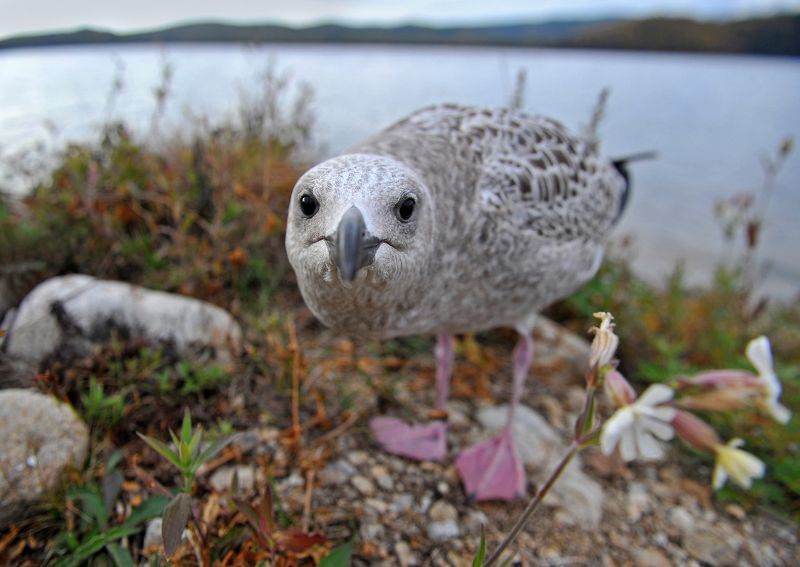 чайка, байкал, забайкалье Hey, man!photo preview