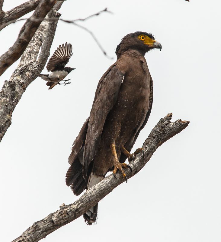 Need to Fightphoto preview