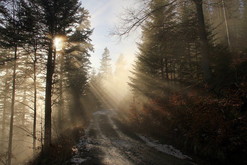 Early Springphoto preview