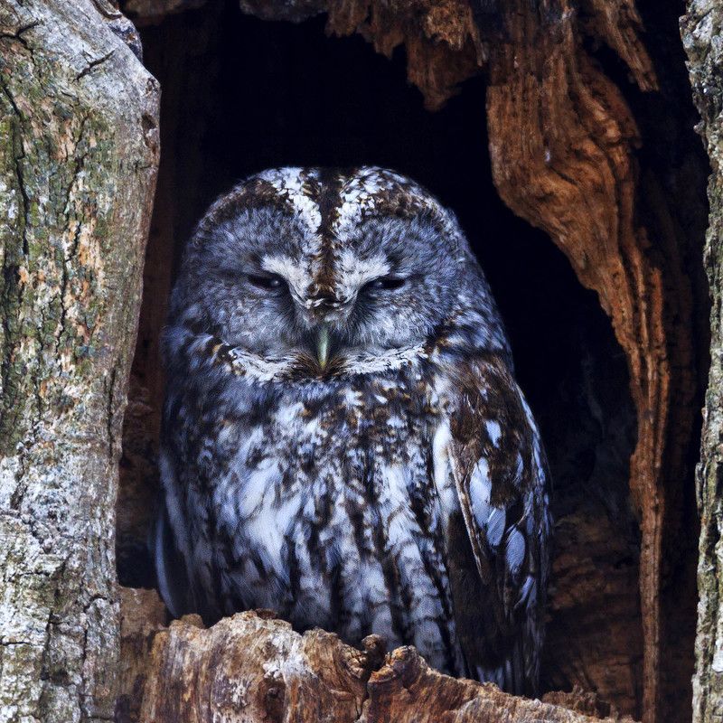 серая неясыть, tawny owl Ночной Лордphoto preview
