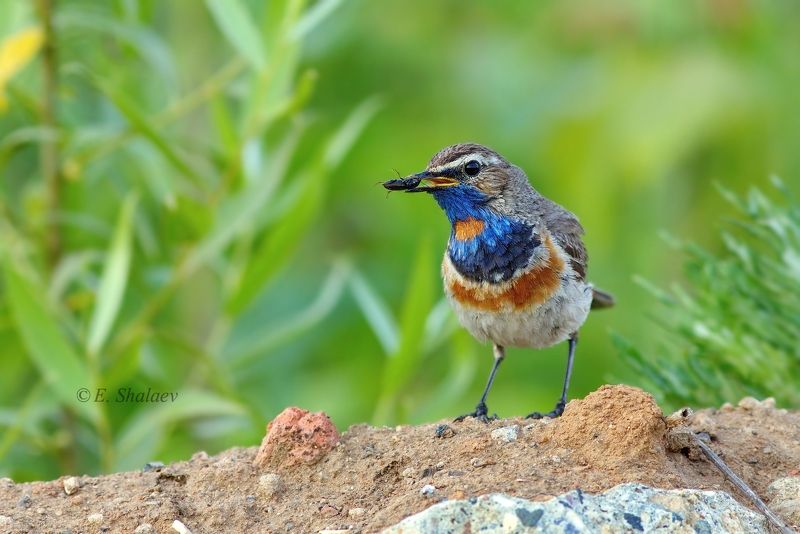 birds,bluethroat,luscinia svecica,варакушка,птица,птицы Пссс,жучка возьмёшь ?!photo preview