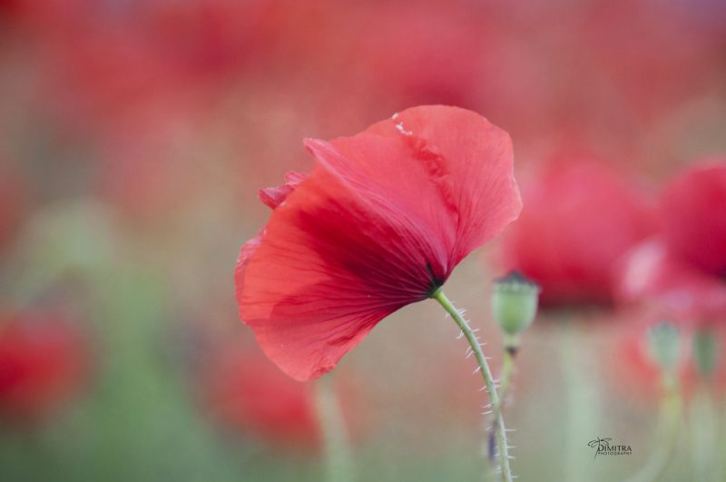 Маковое настроение - част втораяphoto preview