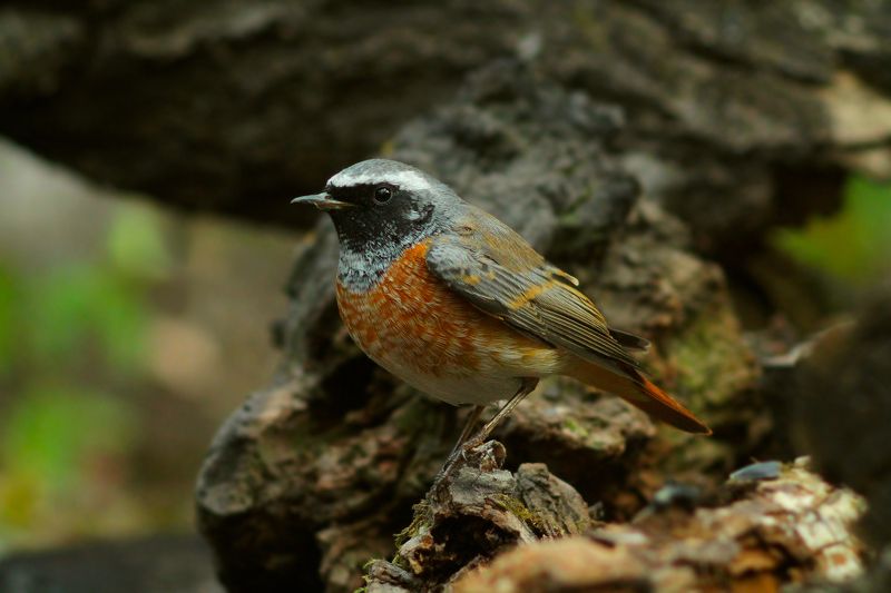 Обыкновенная горихвостка,или горихвостка-лысушка, (лат. Phoenicurus phoenicurus)photo preview