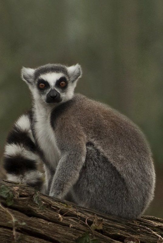 Lemurs of madagascarphoto preview