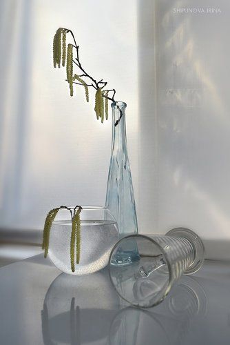 Про ольховые серёжки