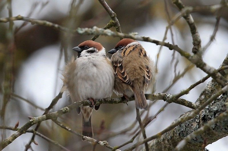 Пара. Воробей полевой. У них нету ярко выраженного полового деморфизма.photo preview