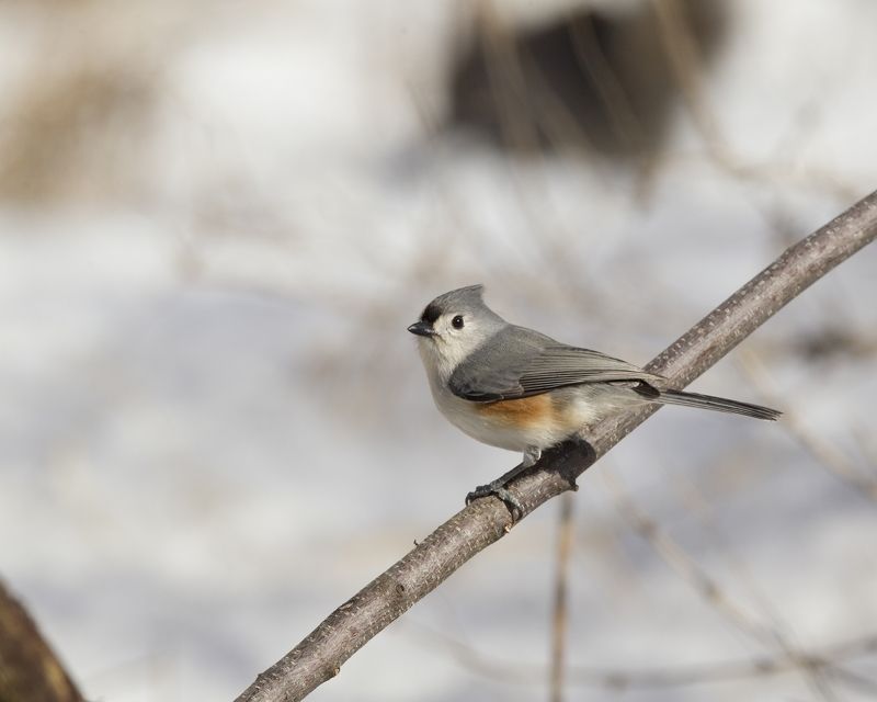mésange bicolor Mésange Bicolor / Tufted Titmouse / Baelophus bicolor /Тит Bicolophoto preview