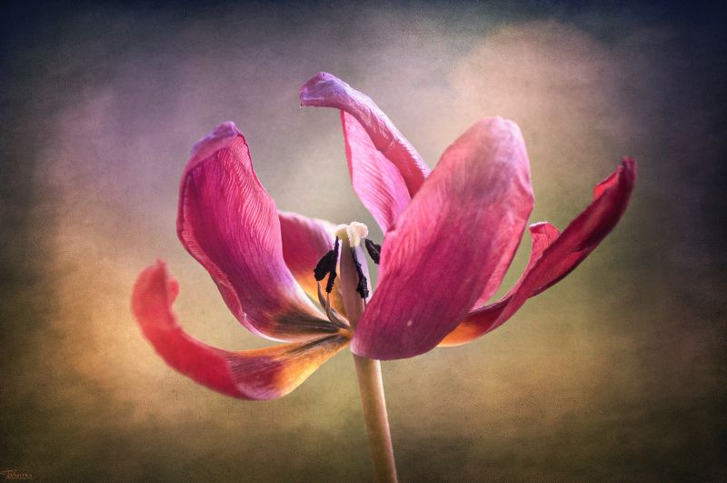 Прекрасные и в смерти photo preview