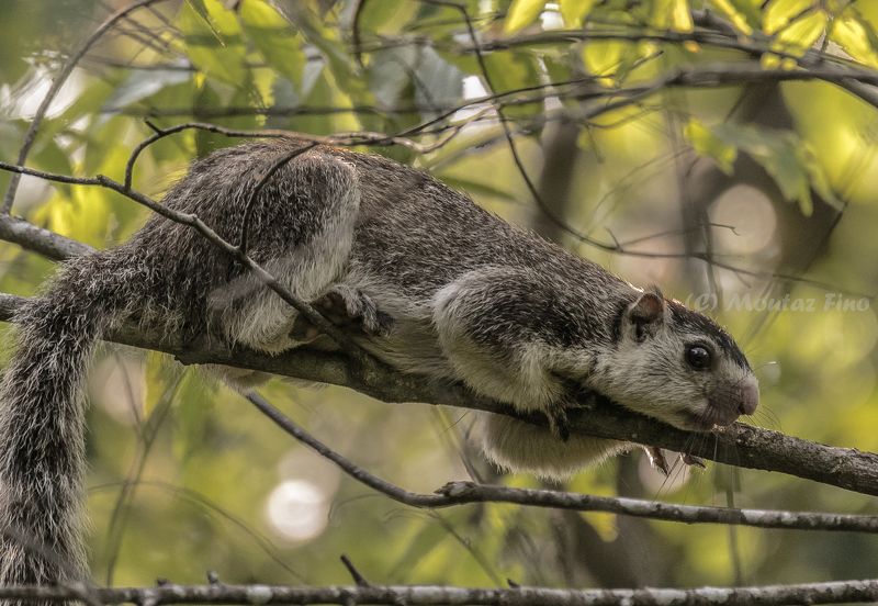 Grizzled giant squirrelphoto preview