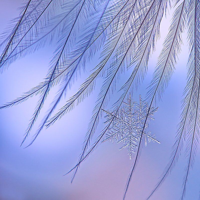 снежинка, снег, макро, кристалл, снег, зима, природа Зимний артphoto preview