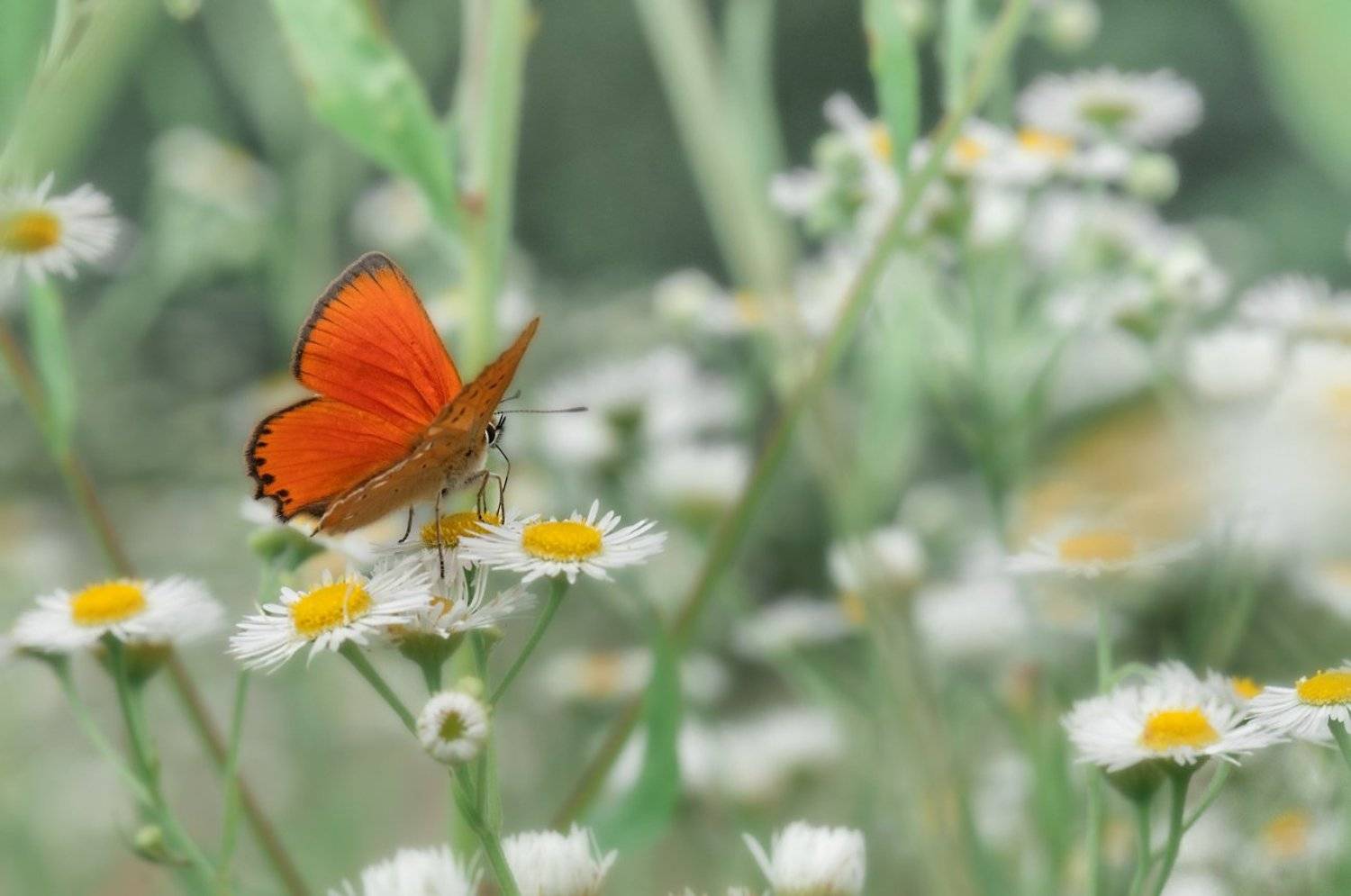 , Олег Тыркин