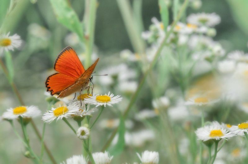 Летоphoto preview