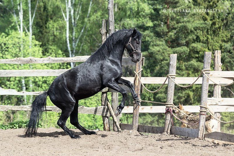 outdoor, dust, horse, stallion, sand, summer, farm, black, paddock, background, play, nature, dog, ranch, animal, лошадь, лошади, собака, жеребец, вороной Побегphoto preview