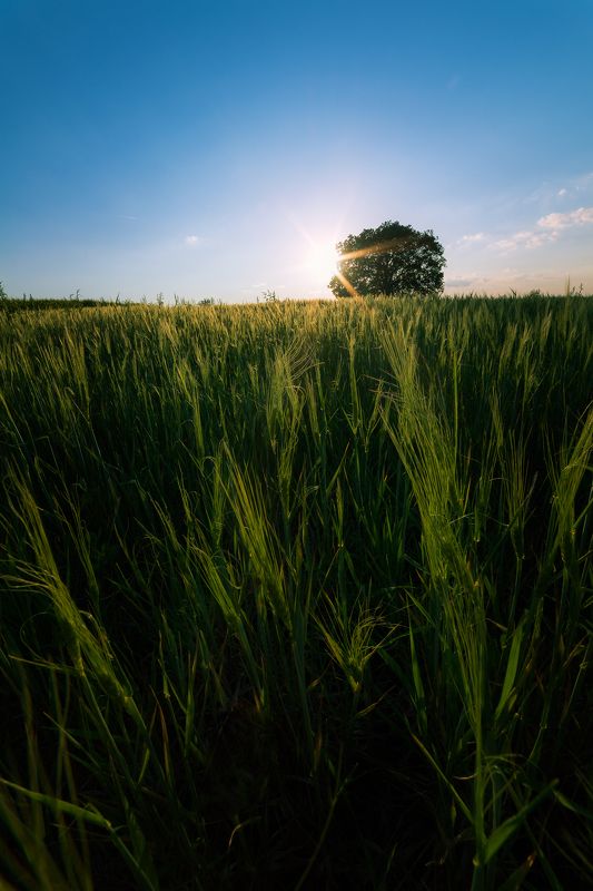 The spring fieldsphoto preview