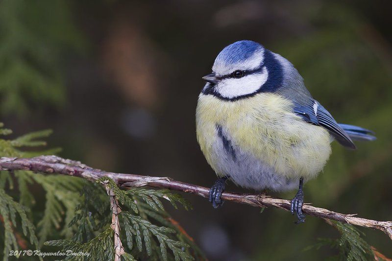 Лазоревкаphoto preview