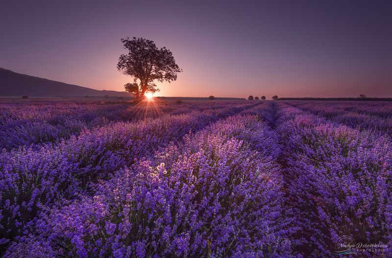 Lavender dreamsphoto preview