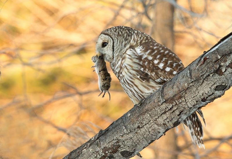chouette rayée / barred owl / strix varia Chouette Rayée / Barred Owl / Strix variaphoto preview