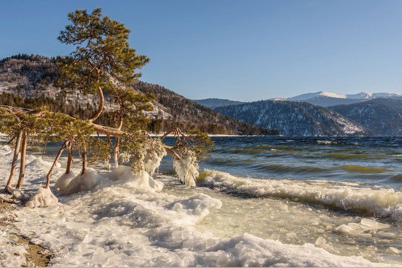 яйлю, алтай, телецкое, зима Поклонная соснаphoto preview