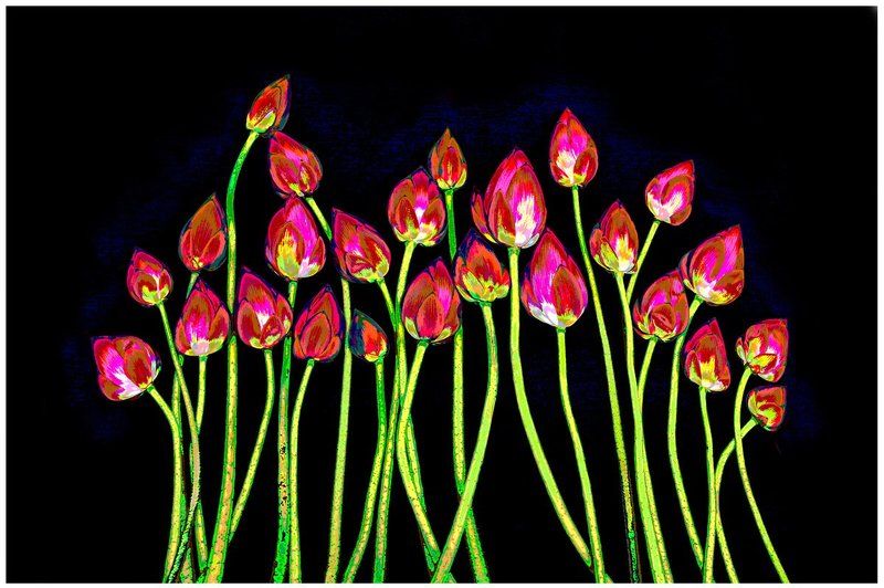 Lotus Lotus photographerphoto preview