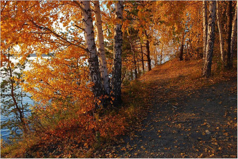 осень,берег,берёзы Золотые осени мгновения...photo preview