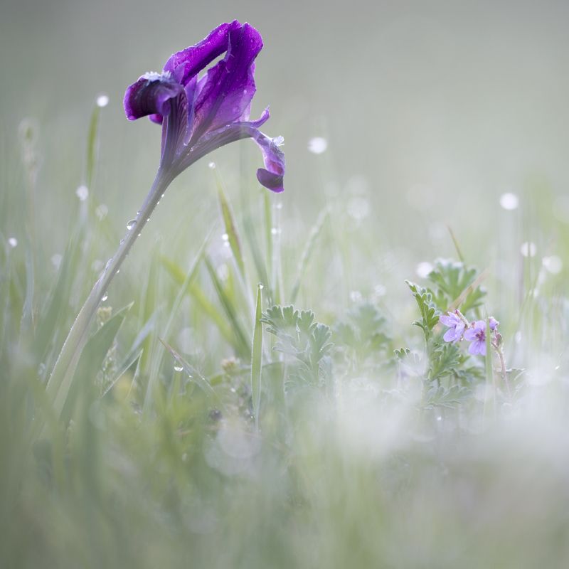 ирис,цветок,природа,макро,растения Под присмотромphoto preview