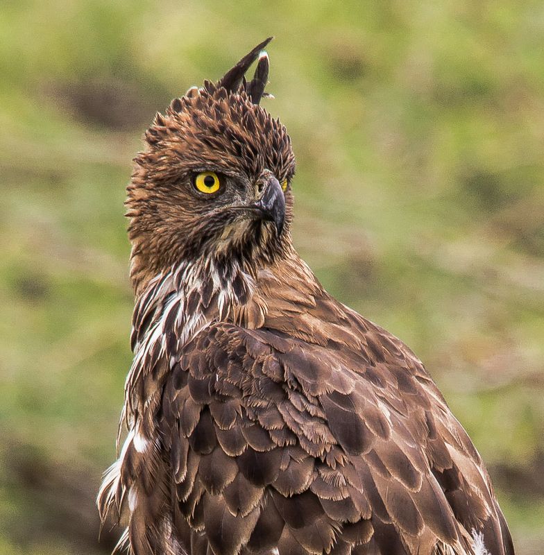 changeable hawk eaglephoto preview