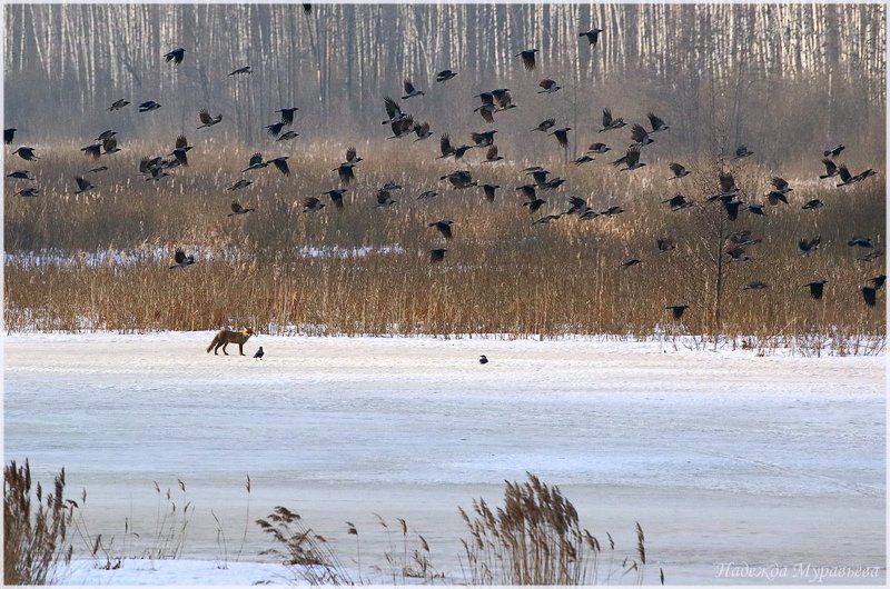 вороны, corvus cornix, обыкновенная лисица, vulpes vulpes,  весна Вороны и лисица (почти по Крылову)photo preview