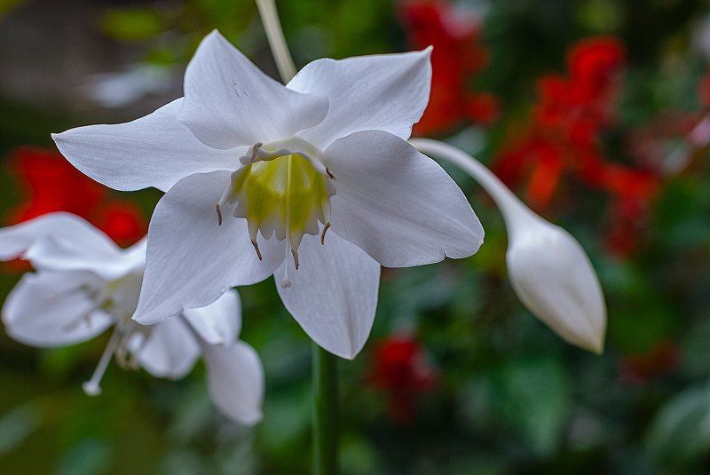 Цветочки...photo preview