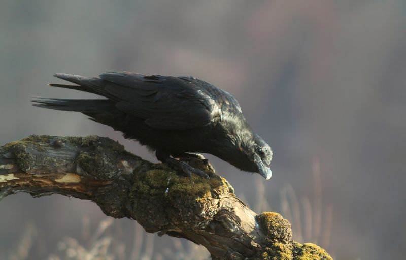 Ворон.photo preview