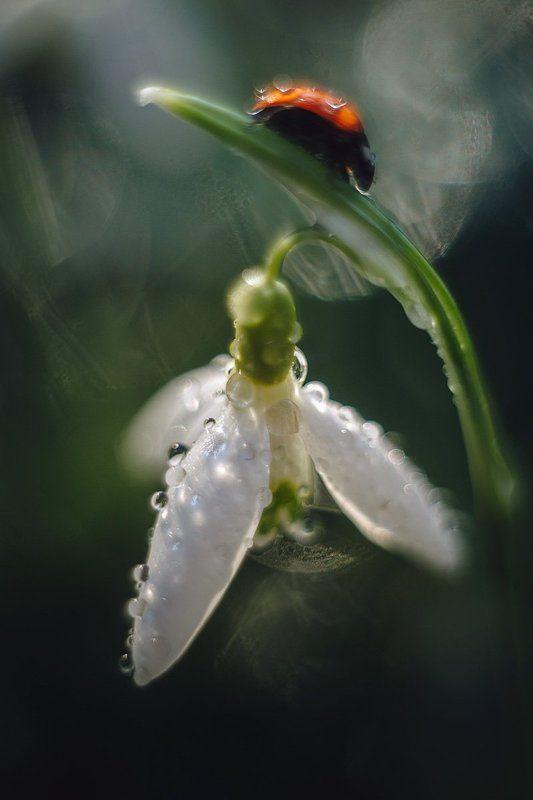 Первоцветыphoto preview