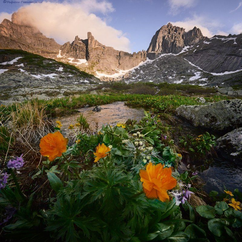 красноярский край, западные саяны, национальный парк  ергаки, перевал, горы, птица, цветы, жарки, ручей. \