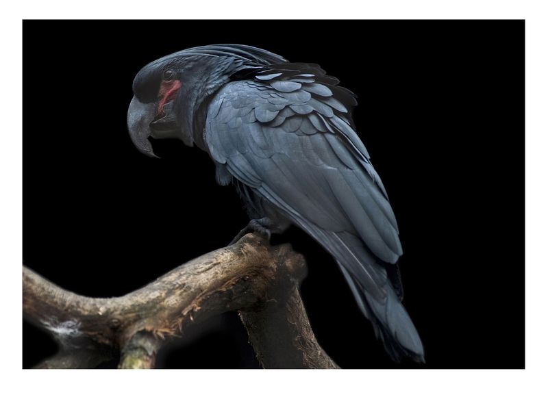 Cacatoès bleuphoto preview