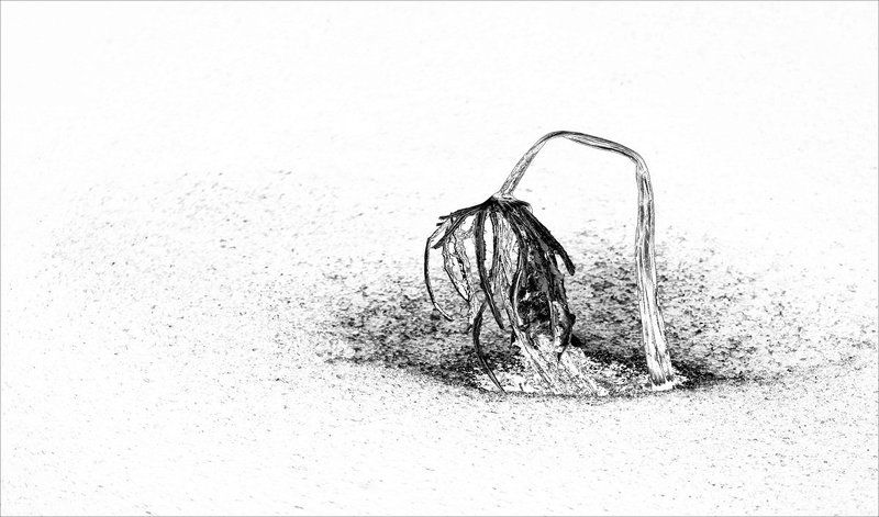 lotus Lotus photographerphoto preview