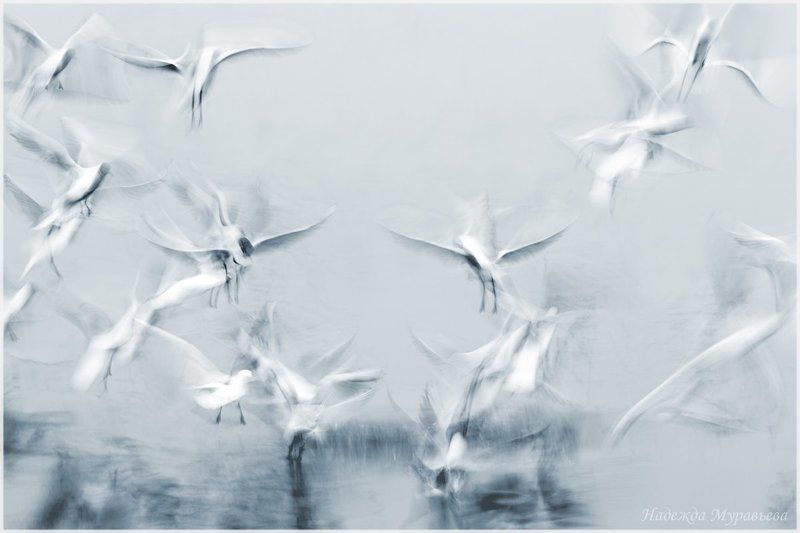 озёрная, чайка, larus, ridibundus \