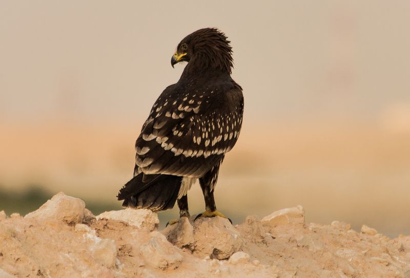 Eagle Eyephoto preview