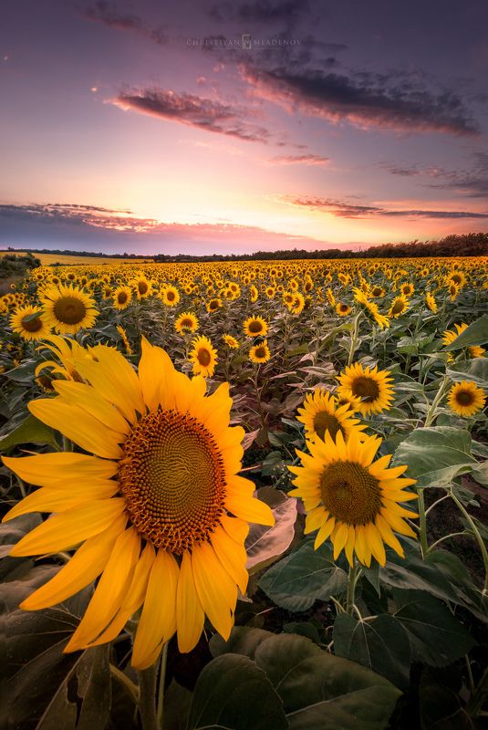 landscape, sunflowers, sunset, summer, nature, colors, sky, clouds, field, calm, light, magic hour, golden hour Relax :)photo preview