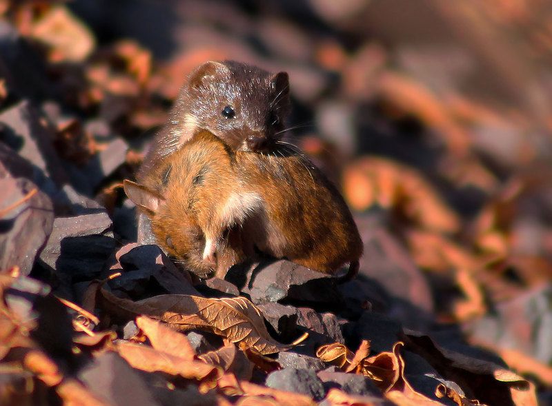Ласка с добычей.photo preview