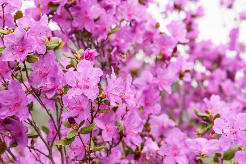 цветы, рододендрон, rhododendron ledebour, flowers С Праздником!photo preview