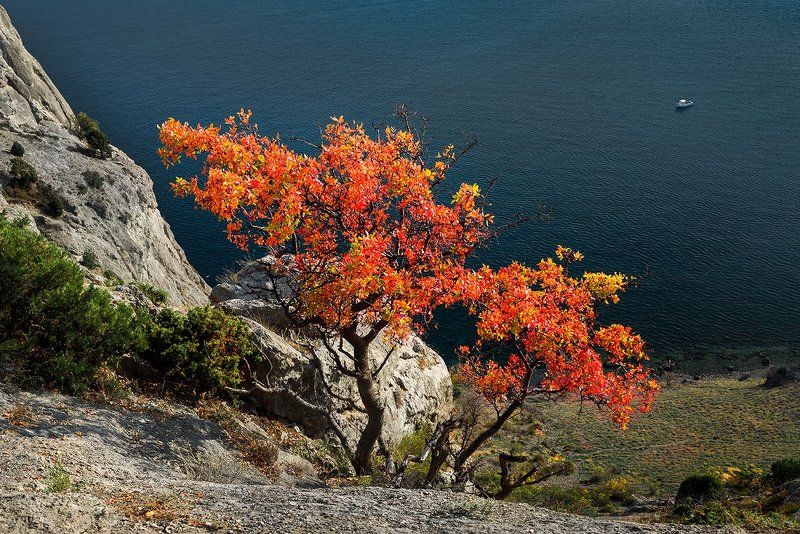 Крымский бансай фото превью