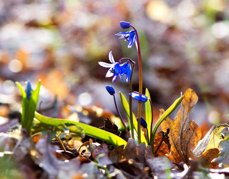 С праздником Весны!photo preview