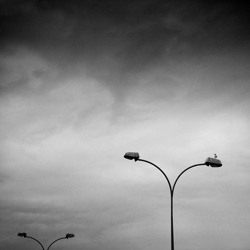 L\'oiseauphoto preview