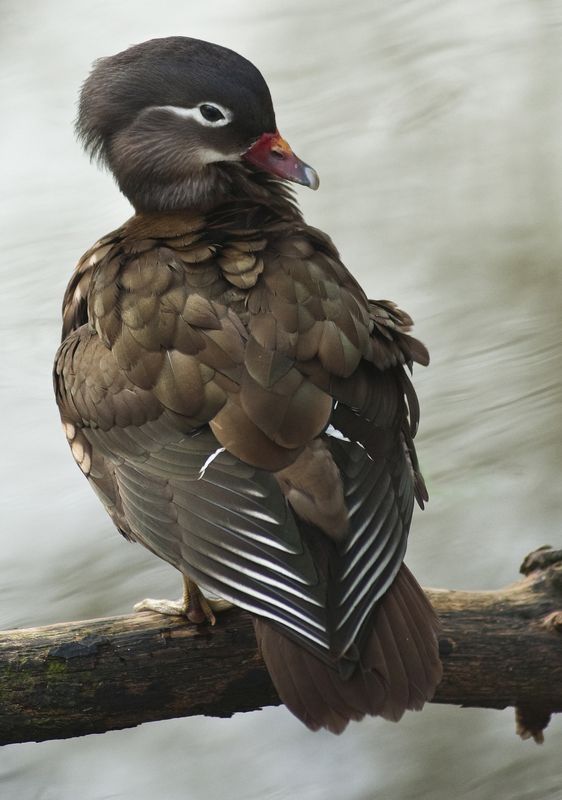Mandarin Duck*photo preview