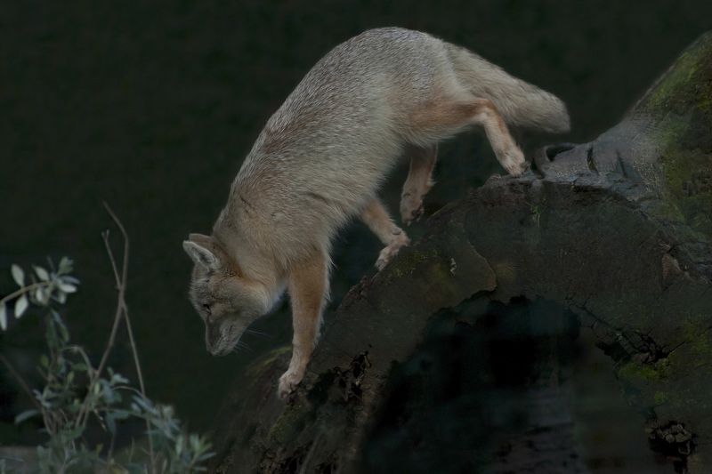 Young foxphoto preview