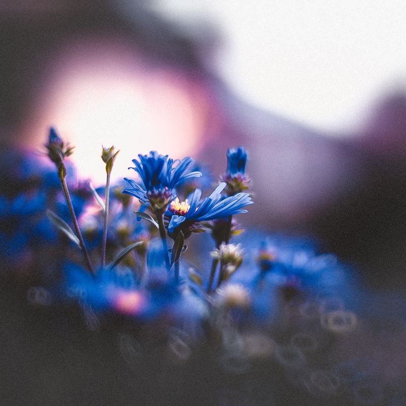 цветы Цветыphoto preview