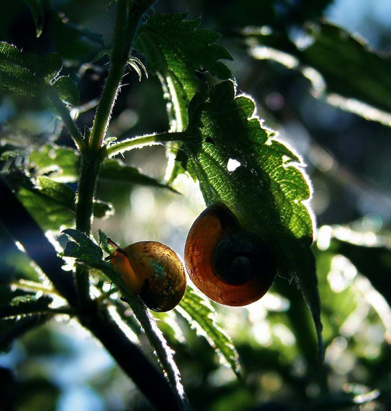 macro, snail, sony, wake In Obscurityphoto preview